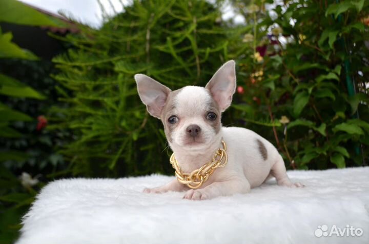 Красивый мальчик