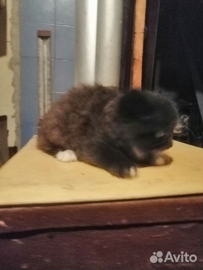 К О Т Ё Н О К