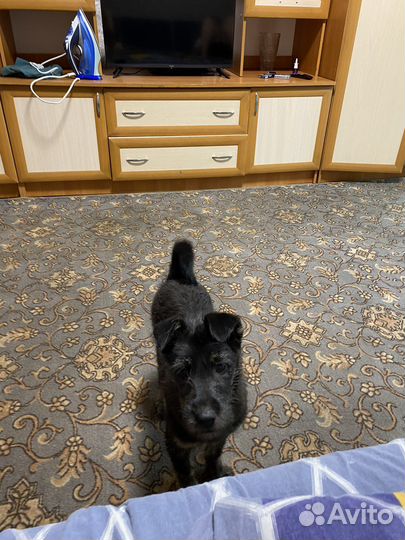 Маленькая дворняжка