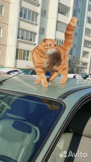 Шотландский вислоухий