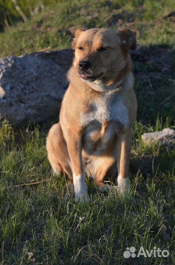 Собака в добрые руки