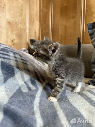 Котенок в добрые руки