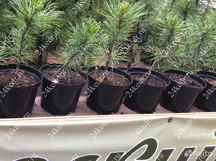 Сибирский кедр. Саженцы