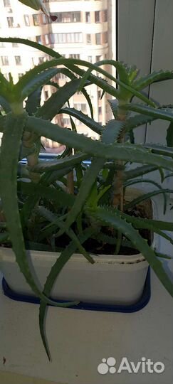 Алоэ лечебный