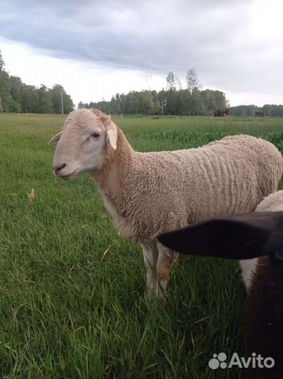 Бараны от дорпера