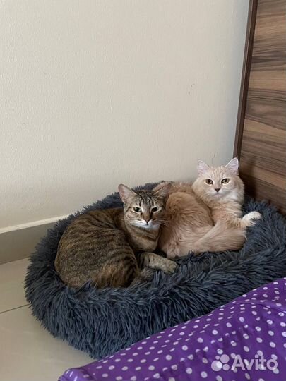 Передержка кошек и собак мелких пород/ Зооняня