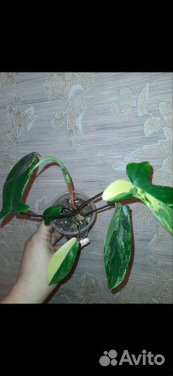 Филодендрон Маска