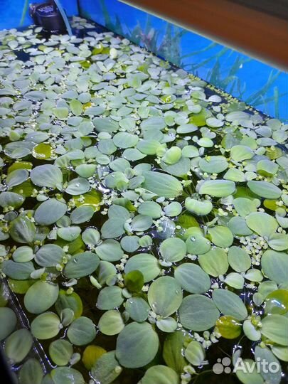 Аквариумные растения, креветки, гуппи эндлера
