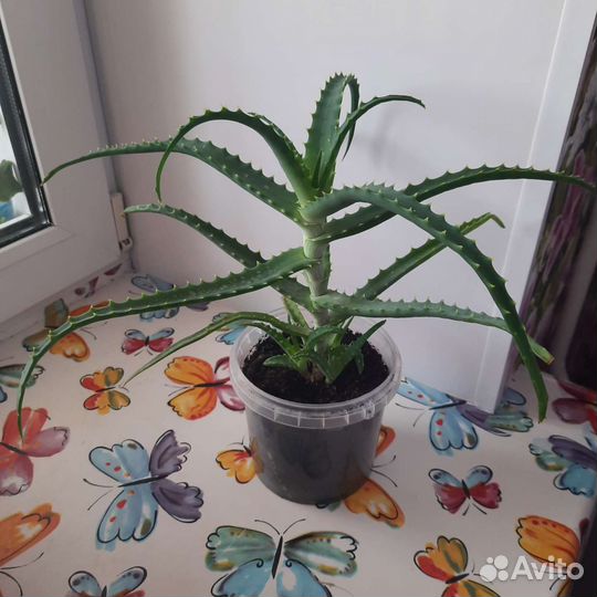 Алоэ лечебный