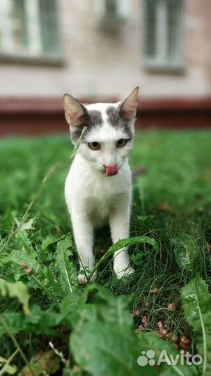 Кошка бесплатно