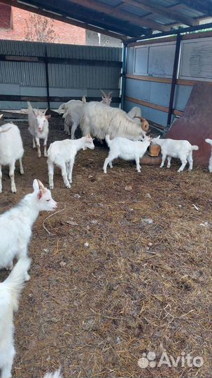 Зааненские козы дойные и козлята