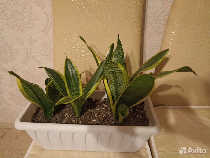 Сансевиерия