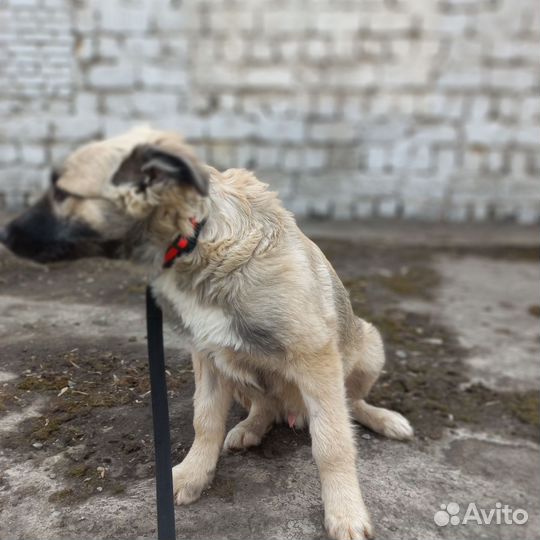 Щенок в добрые руки