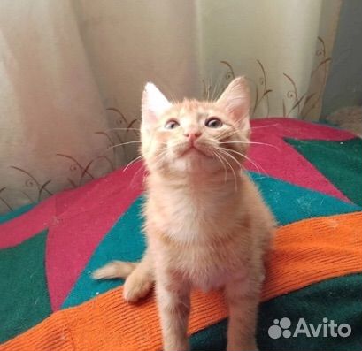 Котенок в дар