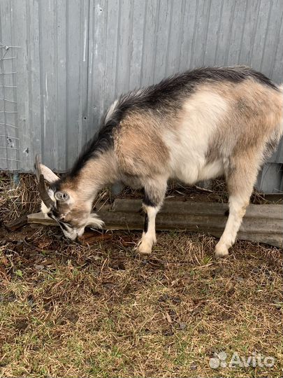 Продам козу и козлят