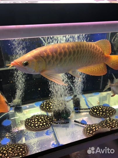 Редкие экзотических аквариумные рыбы