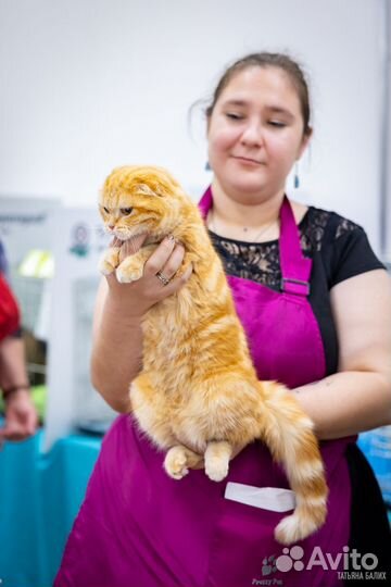 Ищем шотландского кота для кошки