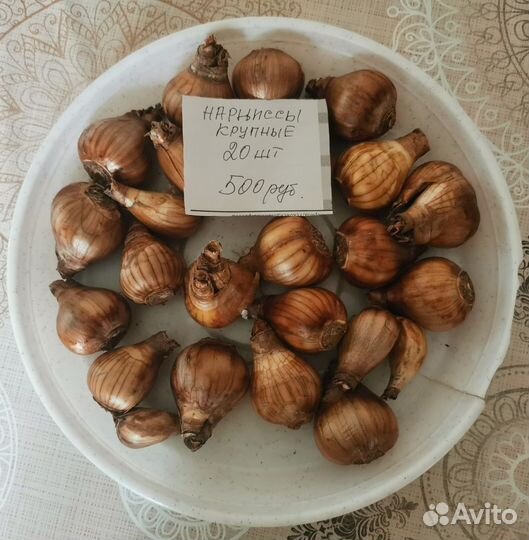 Луковицы тюльпанов и нарциссов