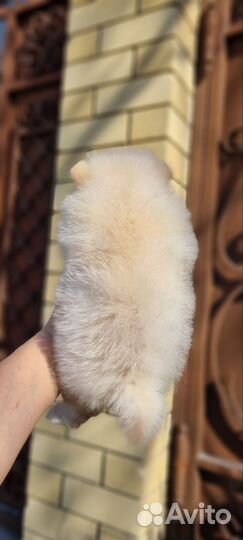 Девочка помераночка