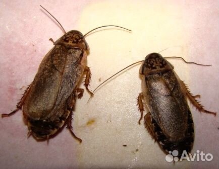 Кормовые насекомые