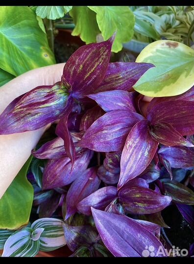 Традесканции Коллекционные,Красивые сорта