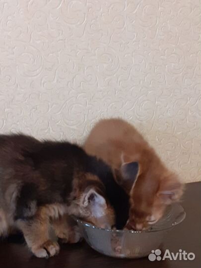 Сомалийская кошка