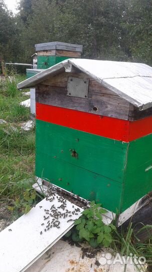 Пчелы. Ульи