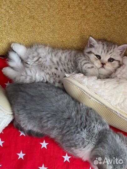 Британская