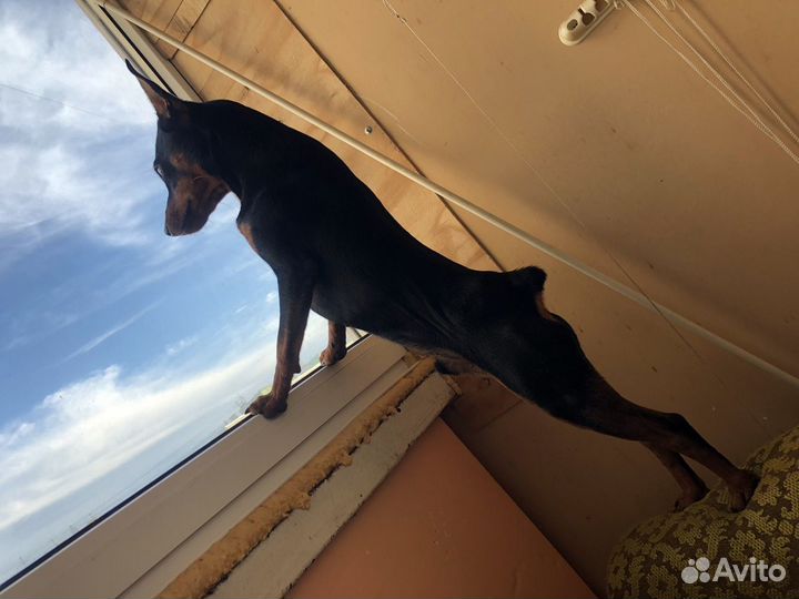 Вязка цвергпинчер