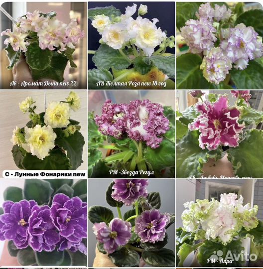 Фиалки -30 сортов сезонный слив листы,цветущие