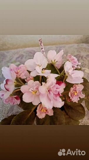 Mac’s Southern Springtime(мини)