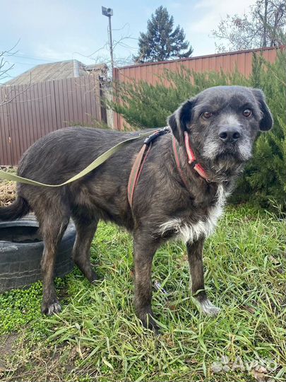 Собака-друг человека, в добрые руки