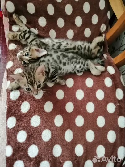 Бенгальская