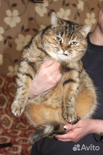 Кошка в дар