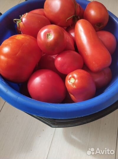 Помидоры ведро 10 л