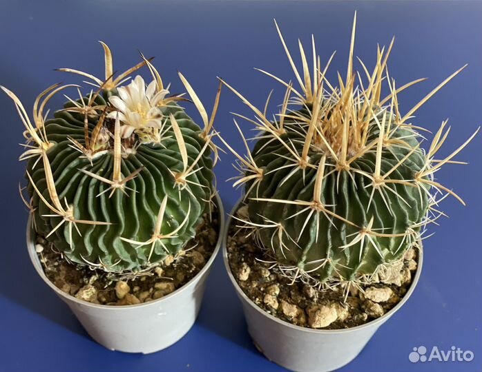 Редкие Интересные Необычные Кактусы и Суккуленты