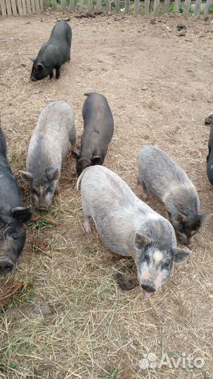 Вьетнамск вислобрюхий поросенок