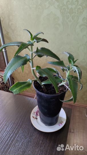 Кактусы, сансевиерии, каланхоэ, алоэ