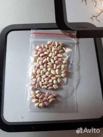 Семена Гранат комнатный