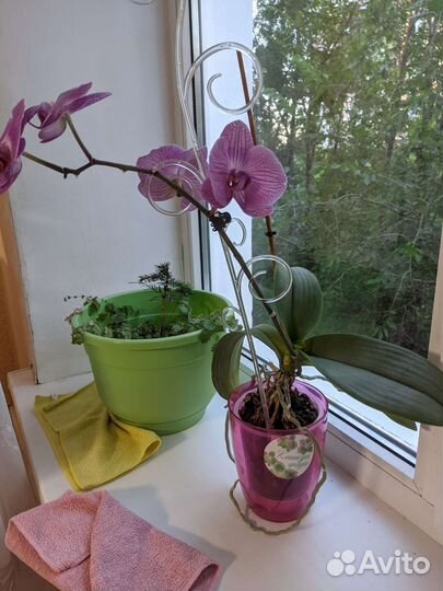 Фаленопсис