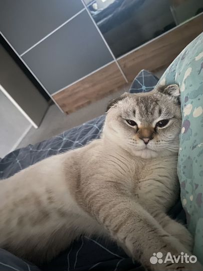 Кот для вязки