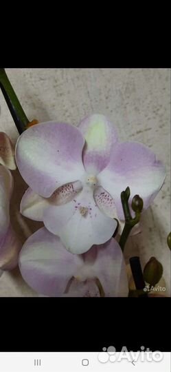 Орхидея Голден Леопард