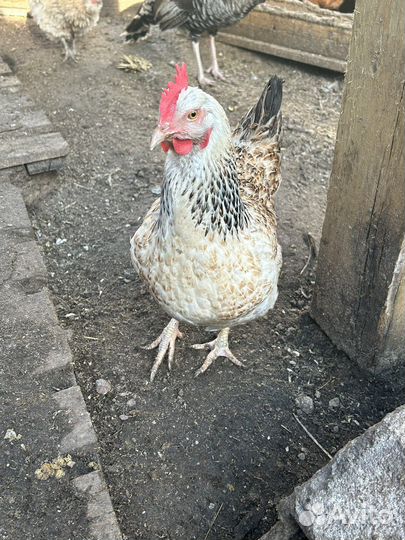 Инкубационное яйцо карликовых и обычных кур