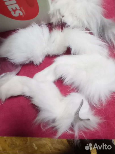 Чернобурка лиса обрезь