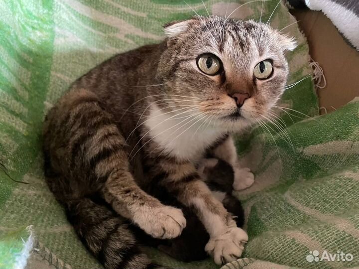 Кошка в дар бесплатно