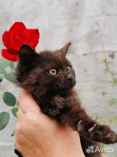 Коричневая пушистая девочка котенок