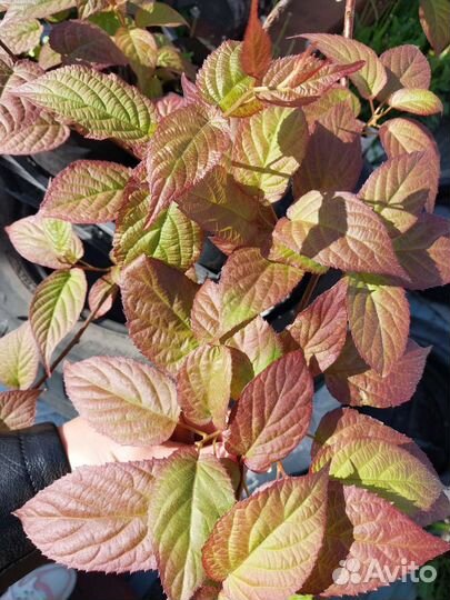 Актинидия коломикта