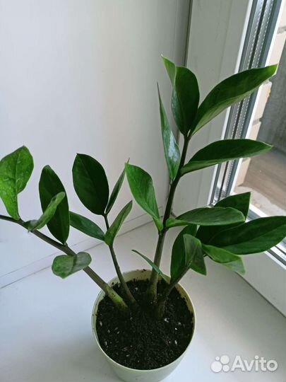 Замиокулькас