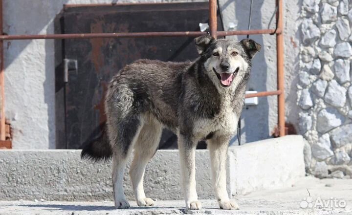 Собака в добрые руки