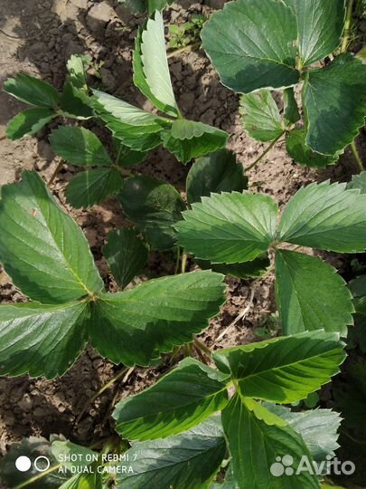 Саженцы клубники